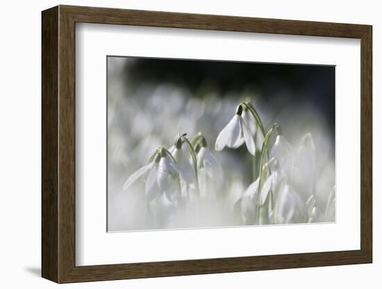 Snowdrops (Galanthus Nivalis) Norfolk, England, United Kingdom, Europe-Ann & Steve Toon-Framed Photographic Print