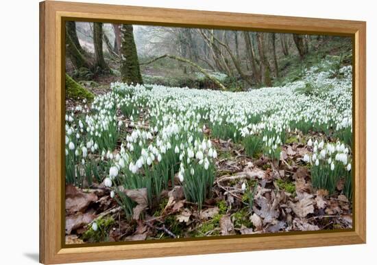 Snowdrops (Galanthus Nivalis)-Bob Gibbons-Framed Premier Image Canvas