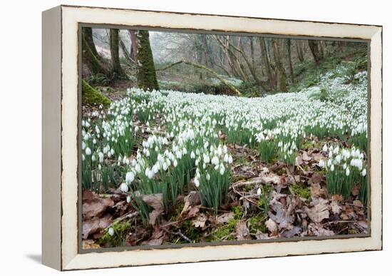 Snowdrops (Galanthus Nivalis)-Bob Gibbons-Framed Premier Image Canvas