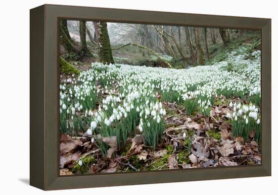 Snowdrops (Galanthus Nivalis)-Bob Gibbons-Framed Premier Image Canvas