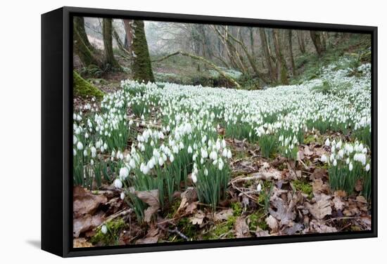 Snowdrops (Galanthus Nivalis)-Bob Gibbons-Framed Premier Image Canvas