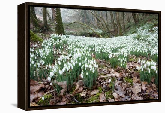 Snowdrops (Galanthus Nivalis)-Bob Gibbons-Framed Premier Image Canvas