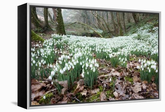 Snowdrops (Galanthus Nivalis)-Bob Gibbons-Framed Premier Image Canvas