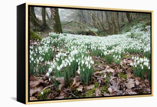 Snowdrops (Galanthus Nivalis)-Bob Gibbons-Framed Premier Image Canvas