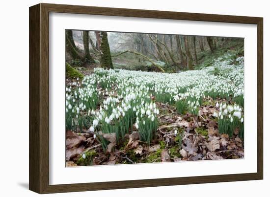 Snowdrops (Galanthus Nivalis)-Bob Gibbons-Framed Photographic Print