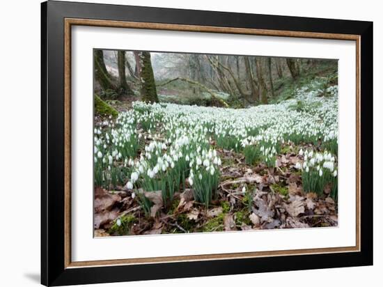 Snowdrops (Galanthus Nivalis)-Bob Gibbons-Framed Photographic Print