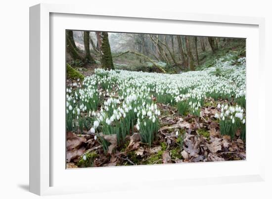 Snowdrops (Galanthus Nivalis)-Bob Gibbons-Framed Photographic Print