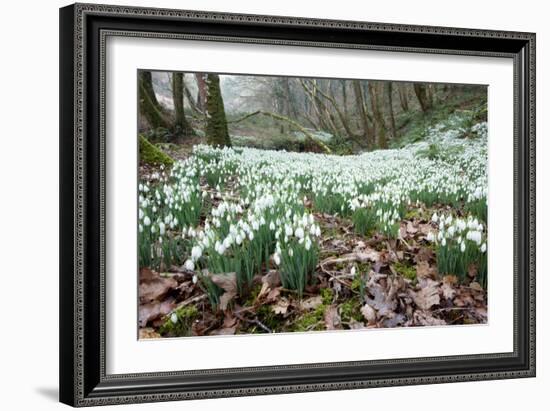 Snowdrops (Galanthus Nivalis)-Bob Gibbons-Framed Photographic Print