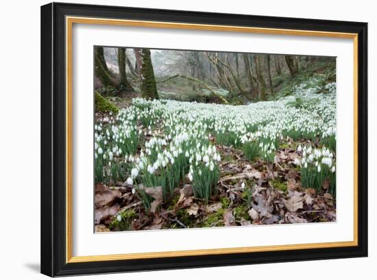 Snowdrops (Galanthus Nivalis)-Bob Gibbons-Framed Photographic Print
