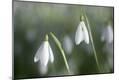 Premium Photographic Print