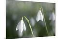 Premium Photographic Print
