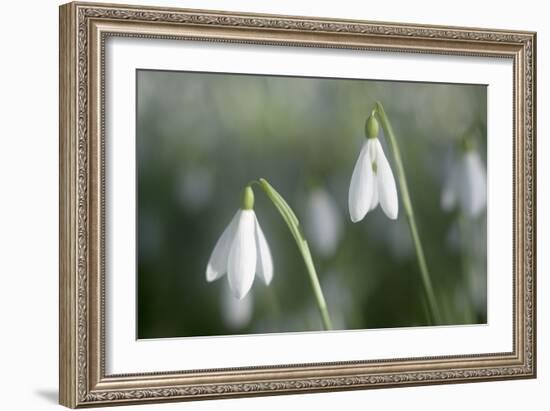 Snowdrops Growing Wild in Woodland-null-Framed Photographic Print