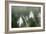 Snowdrops Growing Wild in Woodland-null-Framed Photographic Print