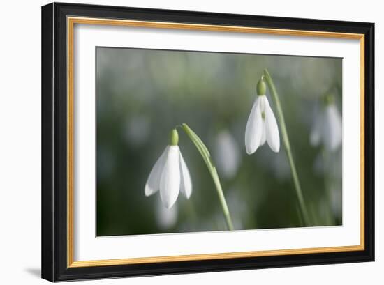 Snowdrops Growing Wild in Woodland-null-Framed Photographic Print