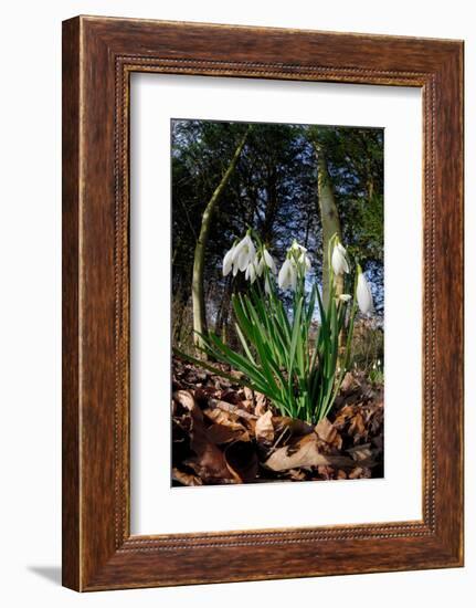 Snowdrops in flower in deciduous woodland, Scotland-Laurie Campbell-Framed Photographic Print