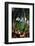 Snowdrops in flower in deciduous woodland, Scotland-Laurie Campbell-Framed Photographic Print