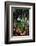 Snowdrops in flower in deciduous woodland, Scotland-Laurie Campbell-Framed Photographic Print