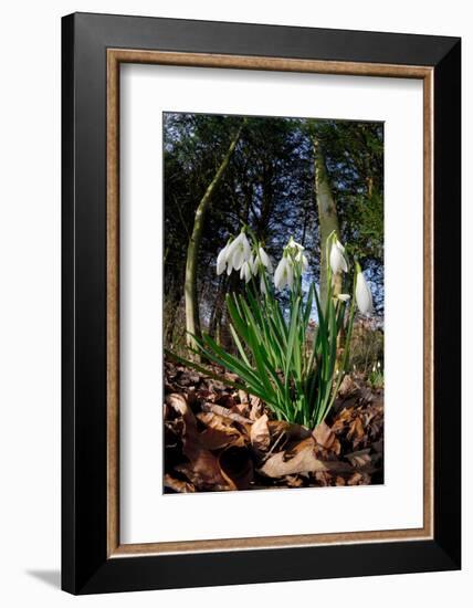 Snowdrops in flower in deciduous woodland, Scotland-Laurie Campbell-Framed Photographic Print