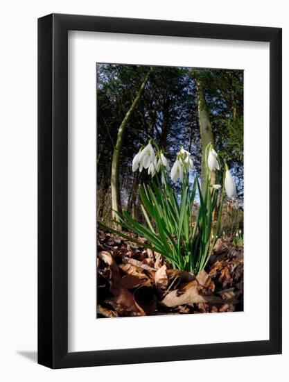 Snowdrops in flower in deciduous woodland, Scotland-Laurie Campbell-Framed Photographic Print