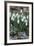 Snowdrops in Frost, Cotswolds, Gloucestershire, England, United Kingdom, Europe-Stuart Black-Framed Photographic Print