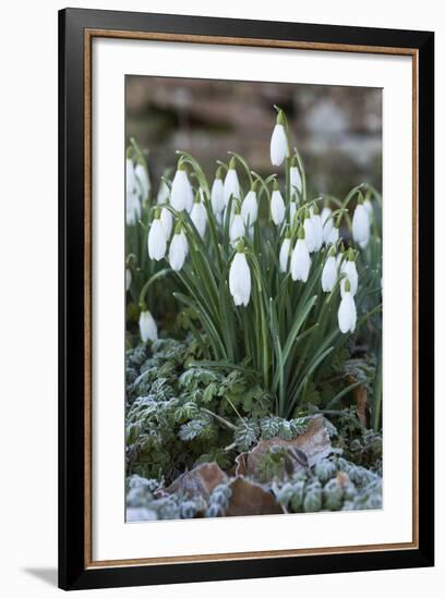 Snowdrops in Frost, Cotswolds, Gloucestershire, England, United Kingdom, Europe-Stuart Black-Framed Photographic Print