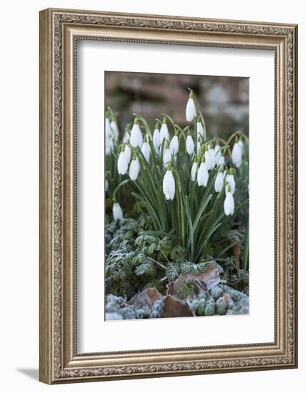 Snowdrops in Frost, Cotswolds, Gloucestershire, England, United Kingdom, Europe-Stuart Black-Framed Photographic Print