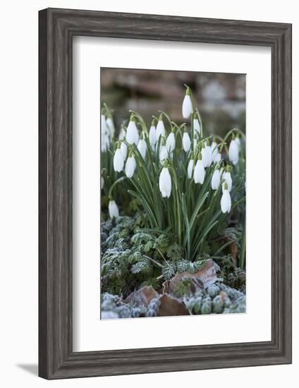 Snowdrops in Frost, Cotswolds, Gloucestershire, England, United Kingdom, Europe-Stuart Black-Framed Photographic Print