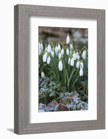 Snowdrops in Frost, Cotswolds, Gloucestershire, England, United Kingdom, Europe-Stuart Black-Framed Photographic Print