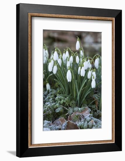 Snowdrops in Frost, Cotswolds, Gloucestershire, England, United Kingdom, Europe-Stuart Black-Framed Photographic Print