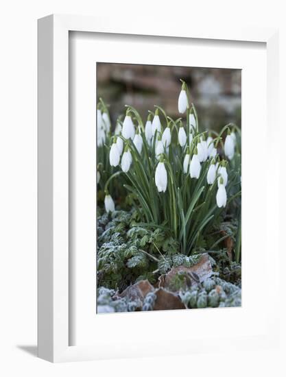 Snowdrops in Frost, Cotswolds, Gloucestershire, England, United Kingdom, Europe-Stuart Black-Framed Photographic Print