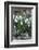 Snowdrops in Frost, Cotswolds, Gloucestershire, England, United Kingdom, Europe-Stuart Black-Framed Photographic Print