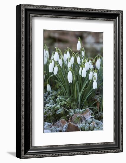 Snowdrops in Frost, Cotswolds, Gloucestershire, England, United Kingdom, Europe-Stuart Black-Framed Photographic Print