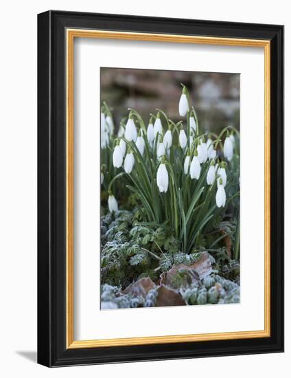 Snowdrops in Frost, Cotswolds, Gloucestershire, England, United Kingdom, Europe-Stuart Black-Framed Photographic Print