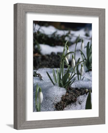 Snowdrops in Spring-Woolfitt Adam-Framed Photographic Print