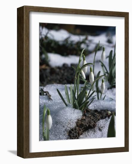 Snowdrops in Spring-Woolfitt Adam-Framed Photographic Print