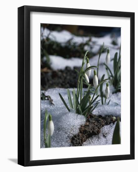 Snowdrops in Spring-Woolfitt Adam-Framed Photographic Print