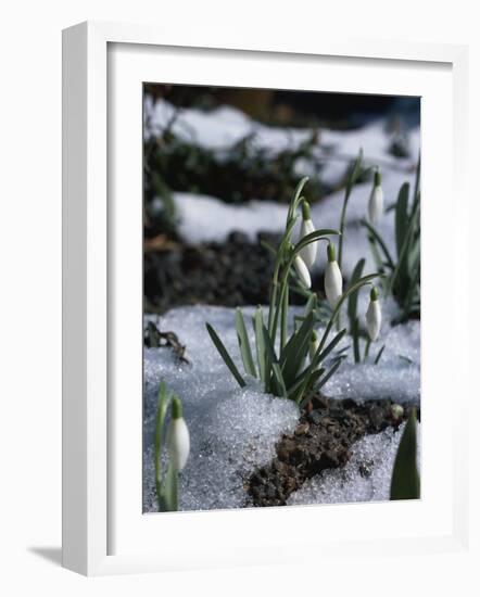 Snowdrops in Spring-Woolfitt Adam-Framed Photographic Print