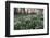 Snowdrops in Woodland at Sunset, Near Stow-On-The-Wold, Cotswolds, Gloucestershire, England-Stuart Black-Framed Photographic Print