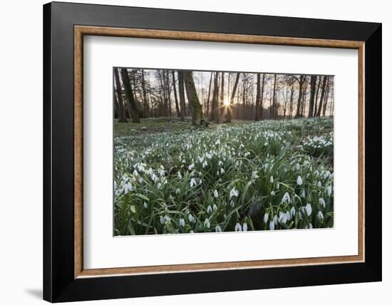 Snowdrops in Woodland at Sunset, Near Stow-On-The-Wold, Cotswolds, Gloucestershire, England-Stuart Black-Framed Photographic Print