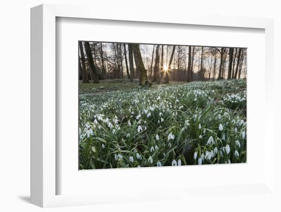 Snowdrops in Woodland at Sunset, Near Stow-On-The-Wold, Cotswolds, Gloucestershire, England-Stuart Black-Framed Photographic Print