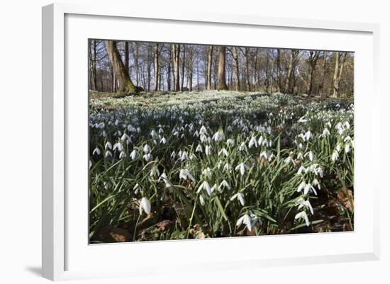 Snowdrops in Woodland, Near Stow-On-The-Wold, Cotswolds, Gloucestershire, England, UK-Stuart Black-Framed Photographic Print