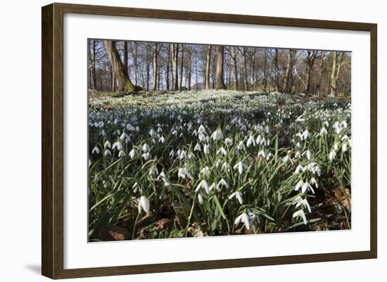 Snowdrops in Woodland, Near Stow-On-The-Wold, Cotswolds, Gloucestershire, England, UK-Stuart Black-Framed Photographic Print