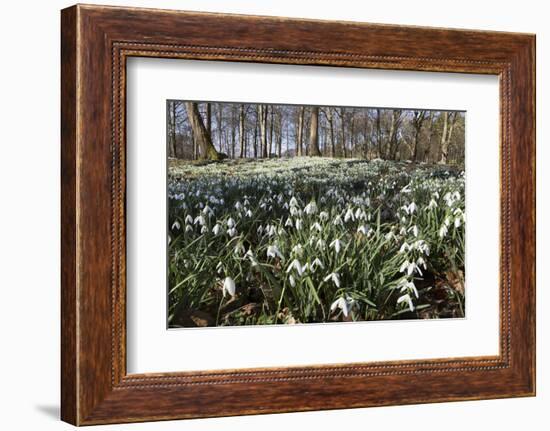 Snowdrops in Woodland, Near Stow-On-The-Wold, Cotswolds, Gloucestershire, England, UK-Stuart Black-Framed Photographic Print