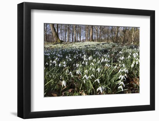 Snowdrops in Woodland, Near Stow-On-The-Wold, Cotswolds, Gloucestershire, England, UK-Stuart Black-Framed Photographic Print