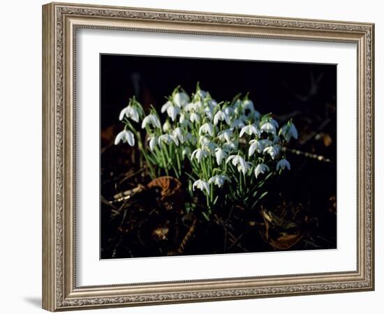 Snowdrops, Lincolnshire, England-John Warburton-lee-Framed Photographic Print