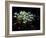 Snowdrops, Lincolnshire, England-John Warburton-lee-Framed Photographic Print