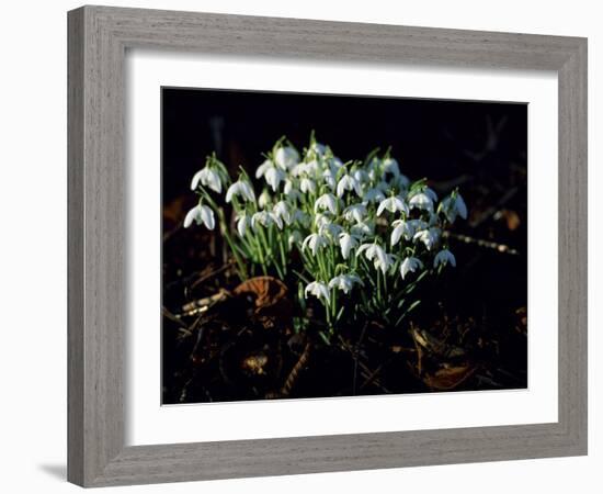 Snowdrops, Lincolnshire, England-John Warburton-lee-Framed Photographic Print