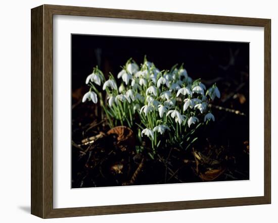 Snowdrops, Lincolnshire, England-John Warburton-lee-Framed Photographic Print