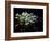 Snowdrops, Lincolnshire, England-John Warburton-lee-Framed Photographic Print