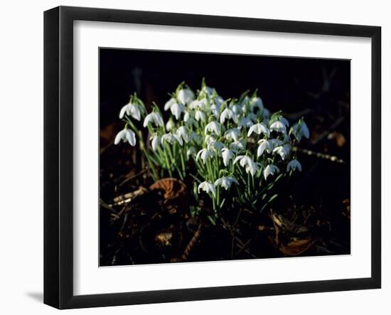 Snowdrops, Lincolnshire, England-John Warburton-lee-Framed Photographic Print